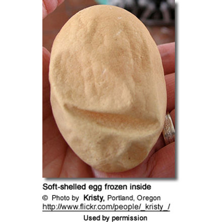 Soft-shelled egg frozen inside