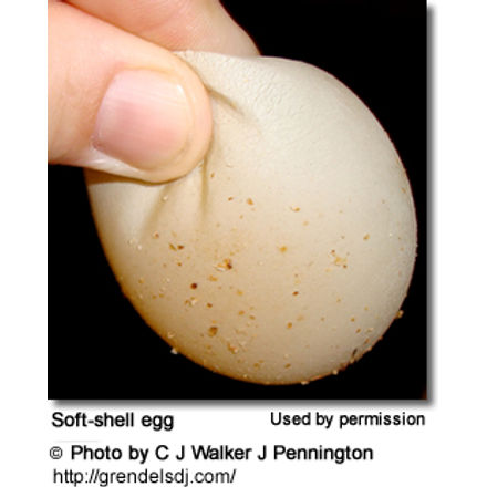 Soft-shell egg 