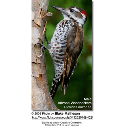 Male
Arizona Woodpecker