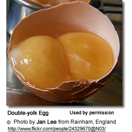 Double-yolk Egg