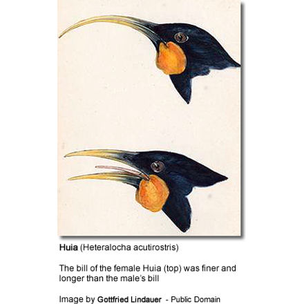 The bill
of the female Huia (top) was finer and longer than the male’s bill