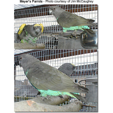 Meyer's Parrots