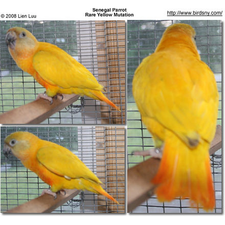 Senegal Parrot - Rare Yellow Mutation