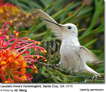 White Ana's Hummingbird in Santa Cruz, CA