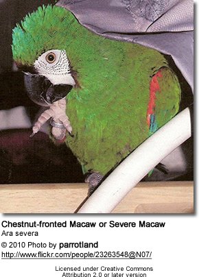 severe macaw lines