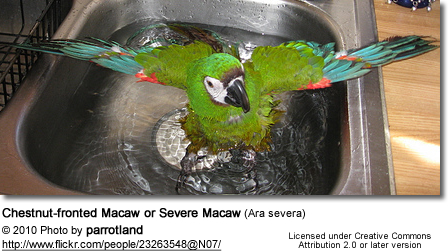 Chestnut-fronted Macaw or Severe Macaw (Ara severa) - bathing