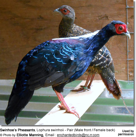 Swinhoe's Pheasants, Lophura swinhoii - Pair (Male front / Female back)
