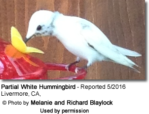 Partial White Hummingbird sighted in California
